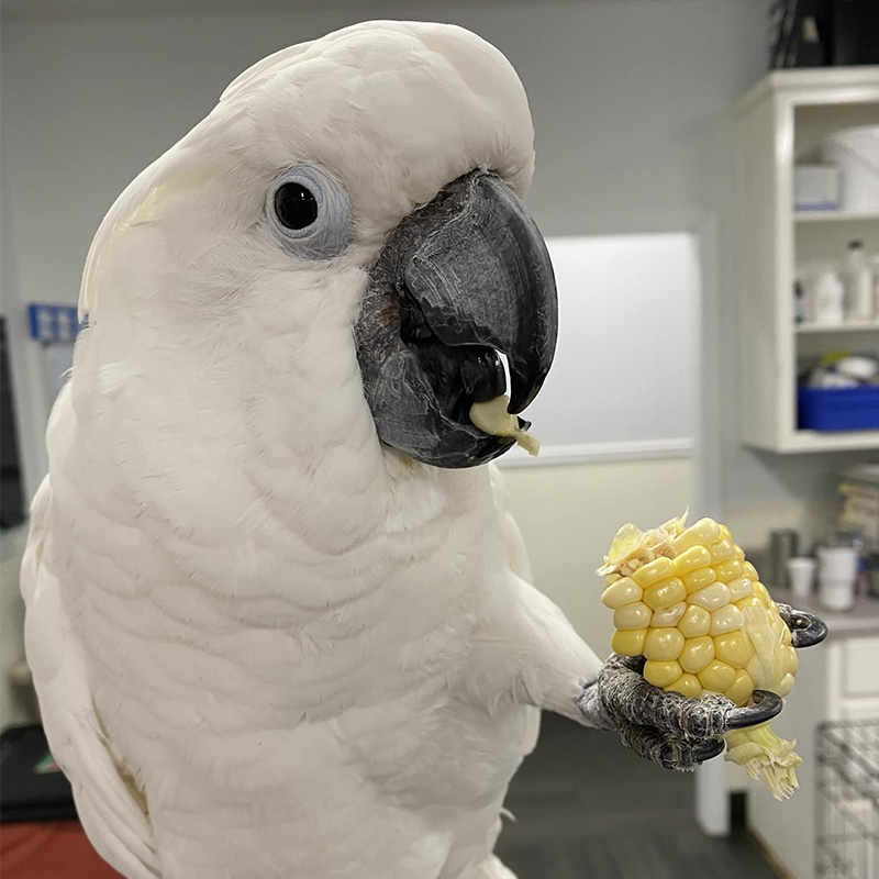 white bird eating corn