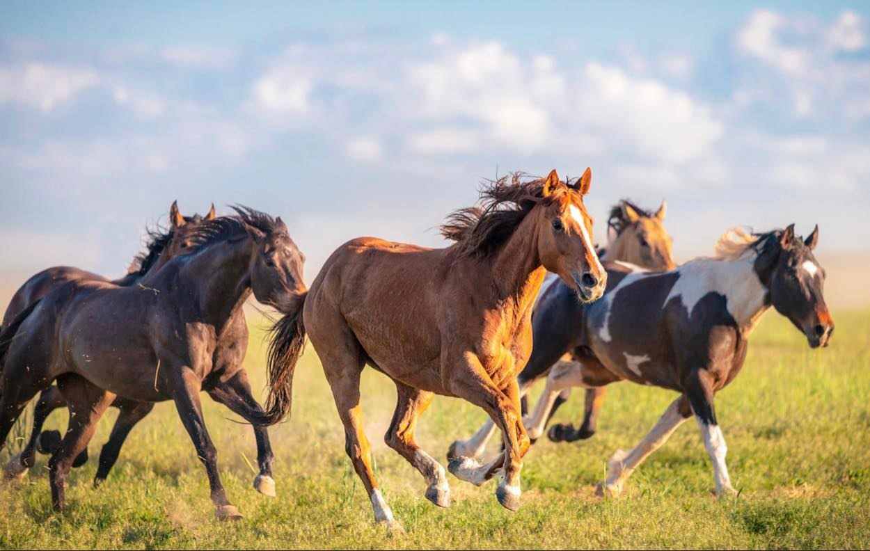 Large Animal Care In Gray GA Gadd's Animal Doctors Of Gray